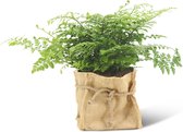 We Love Plants - Asplenium Parvati + Mand Dylan - 30 cm hoog - Varen plant