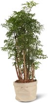 We Love Plants - Polyscias Fruticosa + Plantbag Creme - 75 cm hoog - Aralia