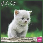 Baby Cats Calendar 2022