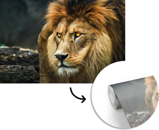 Papier peint - Papier peint photo Lion - Portrait - Sauvage - Largeur 420 cm x hauteur 280 cm