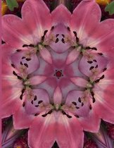 Fractal Photo Art Notebook: Pink Lily 12
