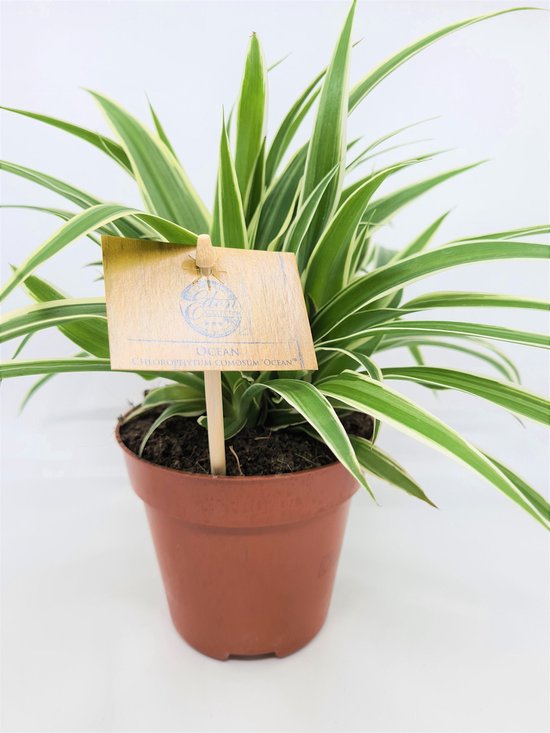 Chlorophytum Graslelie comosum Variegatum plant in pot 12cm - 45cms hoog! - (gratis verzending)