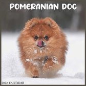 Pomeranian Dog 2022 Calendar