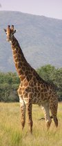 Giraffe deurposter 102x232 cm