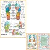 Aatomie posters voetreflexologie (Nederlands, gelamineerd, A2 + A4) + ophangsysteem