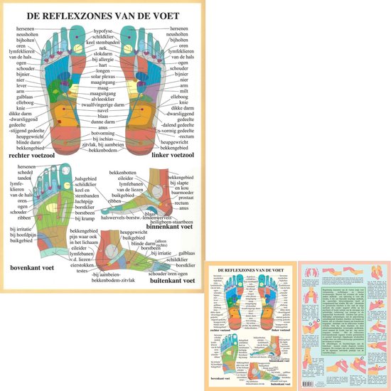 Aatomie posters voetreflexologie (Nederlands, gelamineerd, A2 + A4) + ophangsysteem
