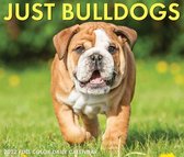 Engelse Bulldog Kalender 2022