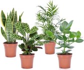 Binnenplanten Met Tropische Look – Makkelijke Kamerplanten – 4 Stuks