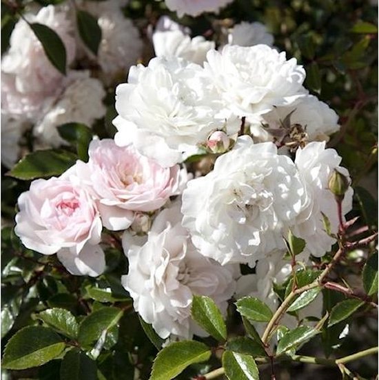 Rosa 'Sea Foam' - Bodembedekkende struikroos, in pot: Witte bloemen, rijkbloeiend en goed als bodembedekker. - Arborix