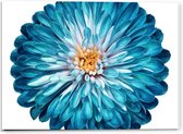 Acrylglas - Blauw/Witte Bloem met Gele Stamper - 40x30cm Foto op Acrylglas (Wanddecoratie op Acrylglas)