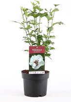 Hibiscus Syriacus 'Speciosus' - witte bloemen met rood centrum - potmaat Ø19cm - H40cm