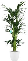 Decorum XL Kentia Palm in ELHO Brussels pot (wit) – ↨ 160cm – ⌀ 25cm