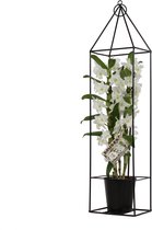 Bamboo orchid pure white in frame – ↨ 78cm – ⌀ 12cm