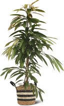 We Love Plants - Ficus Amstel King + Mand Yvonne - 120 cm hoog - Grote kamerplant