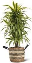 We Love Plants - Dracaena Lemon Lime + Mand Francien - 140 cm hoog - Grote kamerplant