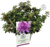 Dwerg Rhododendron - Rhododendron 'Purple Pillow' 20-25 cm