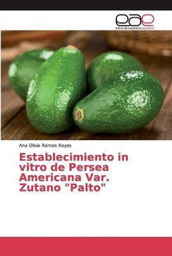 Establecimiento in vitro de Persea Americana Var. Zutano  Palto