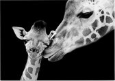 Giraffe koppel op zwarte achtergrond - Foto op Posterpapier - 70 x 50 cm (B2)