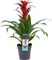 Mama's Planten - Guzmania Calypso - Bromelia - Rood - Bloeiende Kamerplant - Geeft Sfeer En Zuurstof - ↨ 50cm - ⌀ 13cm