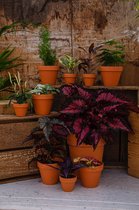 Mystery Jungle Box - Kamerplanten - 10 hippe plantjes - verrassing - lokaal geteelt