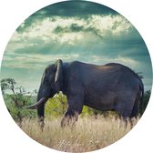 Muursticker Olifant Ø 130 cm