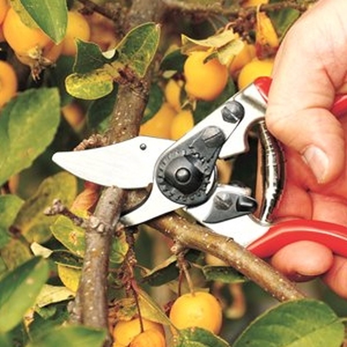 Felco Sécateur classic 6