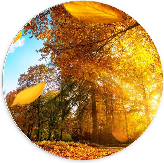 Forex Wandcirkel - Zon door Bomen van Herfstbos - 70x70cm Foto op Wandcirkel (met ophangsysteem)