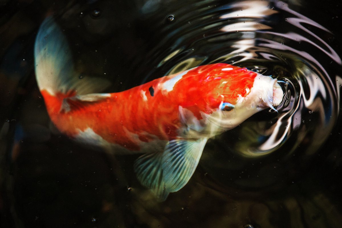 Koi-karper tuinposter los doek 120x80 cm - Tuindoek / Schilderij voor buiten / Tuindecoratie