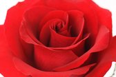 Dibond - Bloemen - Bloem - roos in rood / wit / zwart  - 80 x 120 cm.