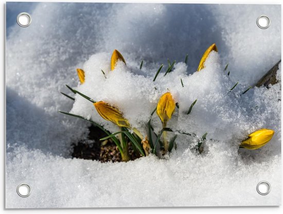 Tuinposter – Gele Krokus Bloemen in Vorst - 40x30cm Foto op Tuinposter  (wanddecoratie voor buiten en binnen)