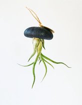 Airplant - Luchtplant -Tillandsia Caput Medusae - Zeeëgel Zwart - Jellyfish - Hangend - Cadeau