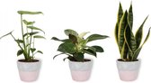 Set van 3 Kamerplanten - Philodendron White Wave & Monstera Deliciosa & Sansevieria Superba - ±  30cm hoog - 12cm diameter - in betonnen roze pot