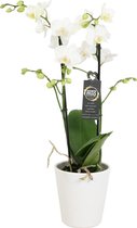 Orchidee van Botanicly – Vlinder orchidee in witte keramische pot als set – Hoogte: 45 cm, 1 tak – Phalaenopsis Snow Flake