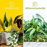 Rouwvliegjes Bestrijden - Fruitvliegjes Vanger - Vliegenvanger - 24 stuks Rouwvliegjes Bestrijden - Fruitvliegjes Vanger - Vliegenvanger - 24 stuks
