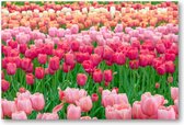 Tulpenveld in Nederland - 90x60 Canvas Liggend - Landschap - Natuur - Bloemen