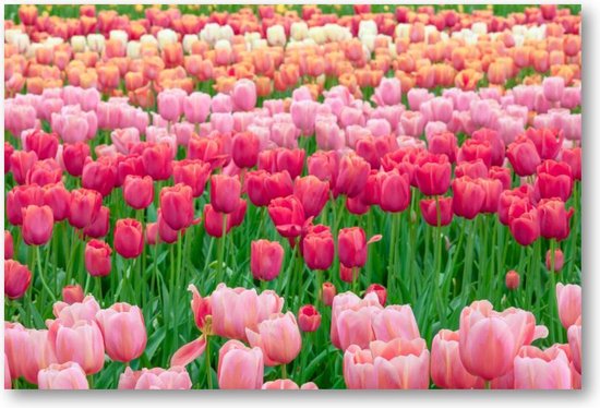 Champ de tulipes aux Nederland - 90x60 Toile Paysage - Paysage - Nature - Fleurs