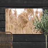 Tuinposter Pampas Pluim