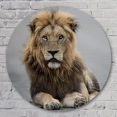 Muurcirkel ⌀ 40 cm - Muurcirkel Leo - Aluminium Dibond - Dieren - Rond Schilderij - Wandcirkel - Wanddecoratie