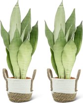 We Love Plants - Sansevieria Moonshine + Mand Anna - 2 stuks - 50 cm hoog - Vrouwentong