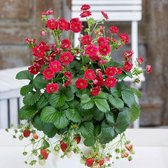 Buzzy® Happy Garden - Hanging Basket Aardbei - tuin - hangplant - Vaderdag cadeau