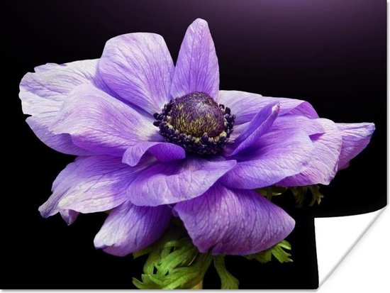 Papier affiche anémone violette 40x30 cm - petit - Tirage photo sur Poster  (décoration... | bol.com