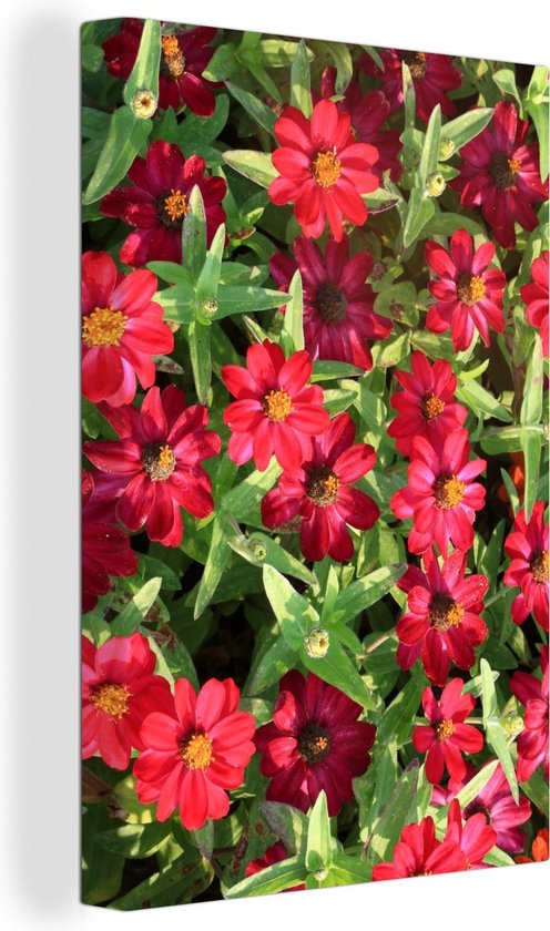 Rode zinnia bloemen tijdens een zonnige dag Canvas 40x60 cm - Foto print op Canvas schilderij (Wanddecoratie woonkamer / slaapkamer)