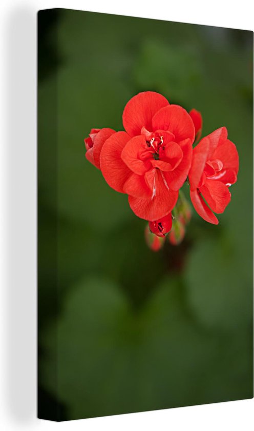 Canvas Schilderij Bloeiende rode geranium bloem - 40x60 cm - Wanddecoratie