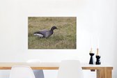 Brent goose in a grass meadow Canvas 90x60 cm - Tirage photo sur toile (Décoration murale salon / chambre)