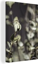 Toile de branches d'eucalyptus séchées 80x120 cm - Tirage photo sur toile (Décoration murale salon / chambre) / Peintures Fleurs sur toile