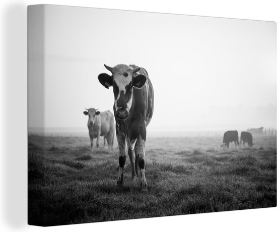 Koeien in de ochtendmist zwart-wit foto 90x60 - Foto print op Canvas... |