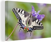 Canvas Schilderij Koninginnepage vlinder op een paarse bloem - 30x20 cm - Wanddecoratie