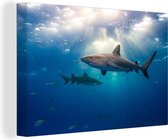 Nombre de requins nageant parmi les poissons 60x40 cm - impression photo sur toile peinture (Décoration murale salon / chambre à coucher) / Animaux sauvages Peintures Toile
