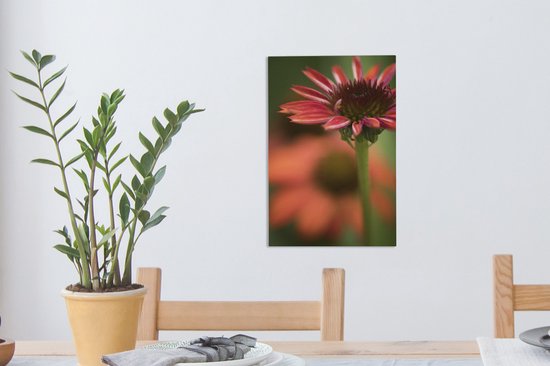 Fleur d'échinacée rouge en fleurs 20x30 cm - petit - Tirage photo sur toile (Décoration murale salon / chambre)