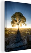 Rayons de soleil le long d'un arbre par un matin brumeux 40x60 cm - Tirage photo sur toile (Décoration murale salon / chambre)